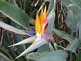 P1030276  * BIRD OF PARADISE FLOWER_PARADIESVOGELBLUME_STRELITZIA REGINAE
---(IL)---